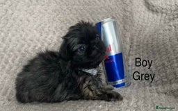 Mixed Breed dogs for sale: Tiny Pugingese pups  - Image 6