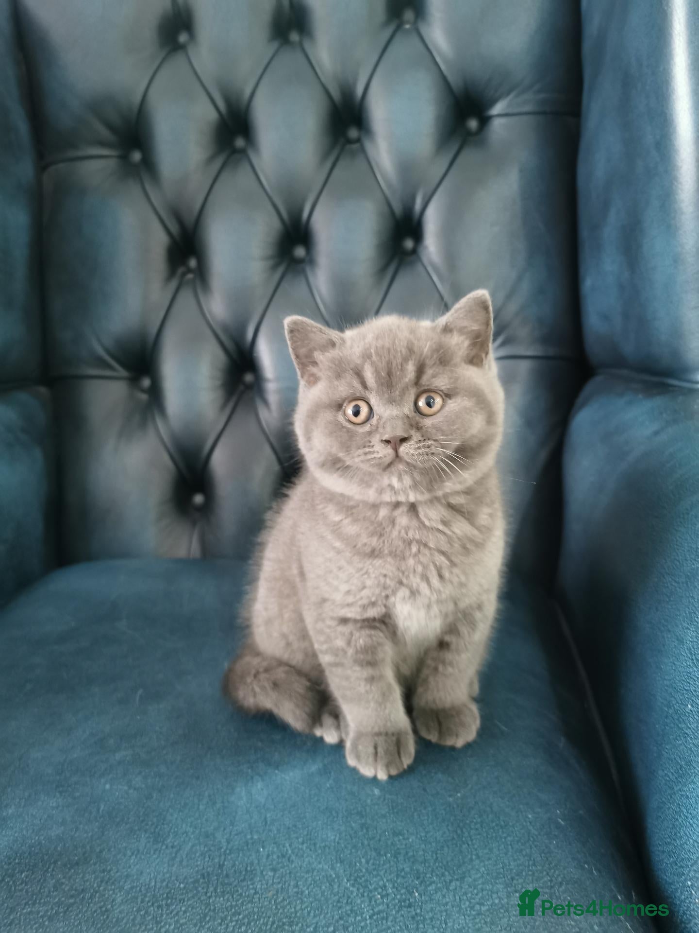 British Shorthair cats 🇬🇧👑🇬🇧💙British Shorthair😻💙ready to go!!!  - Advert 2