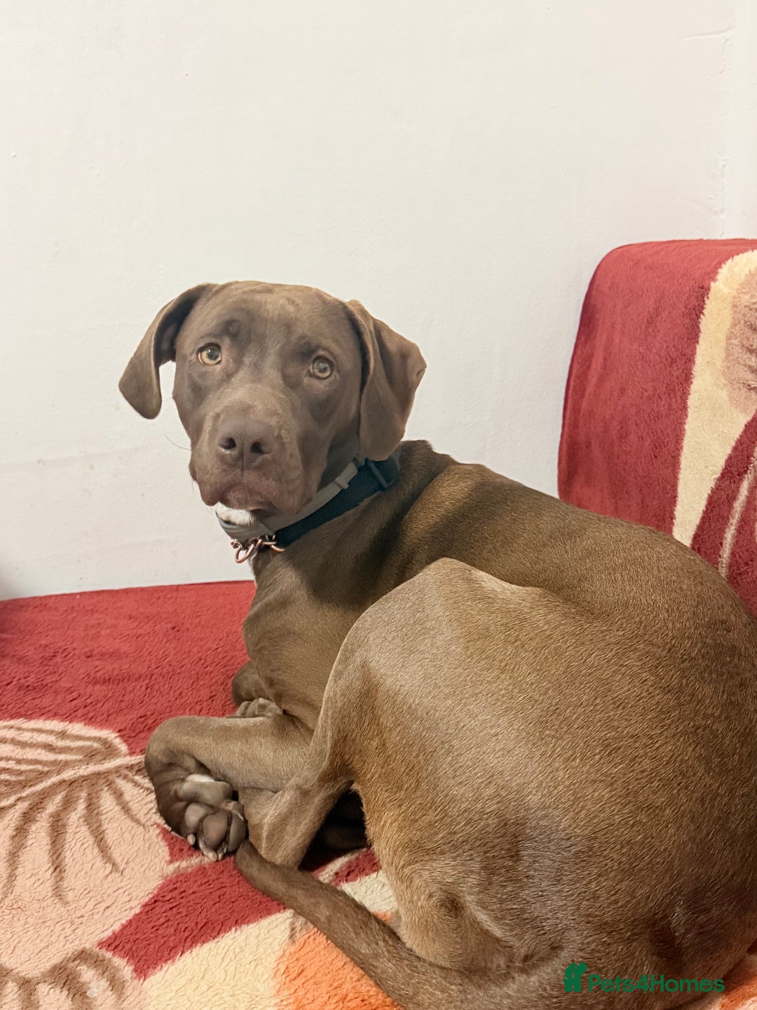 Mixed Breed dogs for sale: Weimaraner x Staffordshire Bull Terrier Female - Advert 4