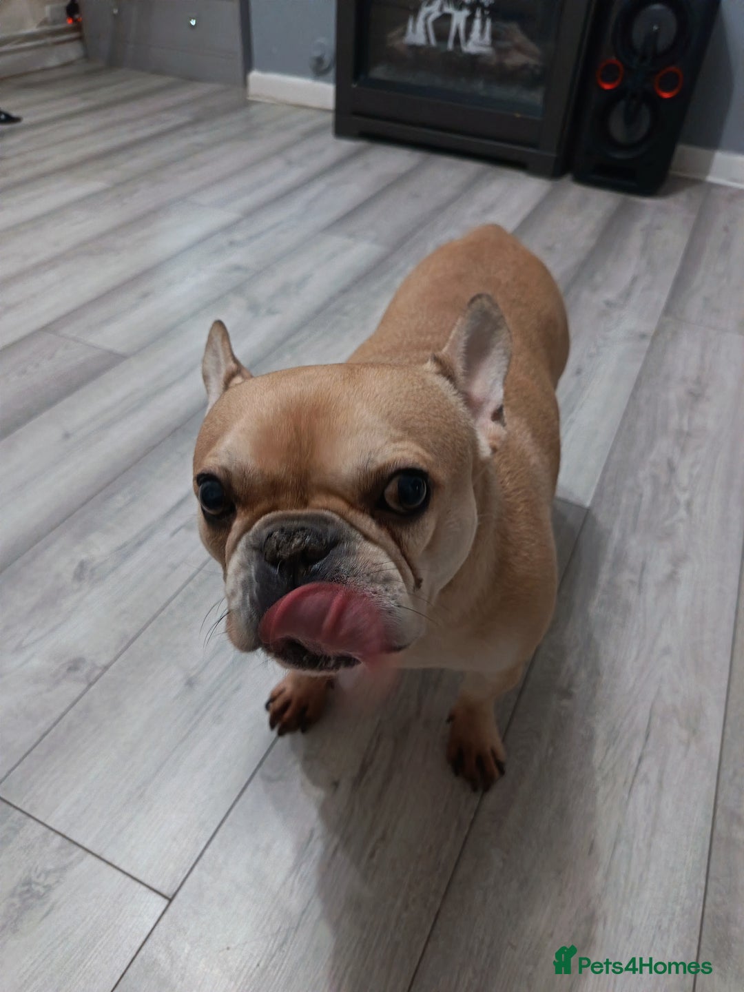French Bulldog dogs for sale: French bulldog - Advert 3