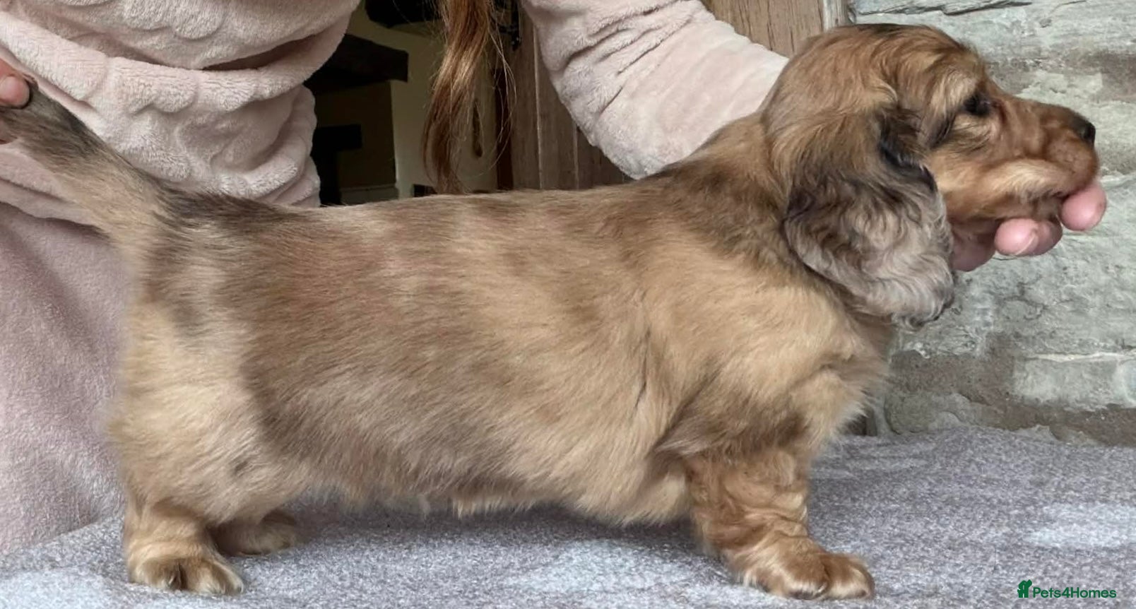 Miniature Dachshund dogs  Miniature Chocolate Cream Dapple Dachshund - Advert 11