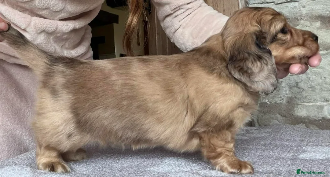 Miniature Dachshund dogs for sale:  Miniature Chocolate Cream Dapple Dachshund - Advert 1