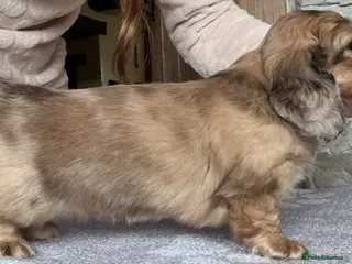 Miniature Dachshund dogs Miniature Chocolate Cream Dapple Dachshund - Advert 11