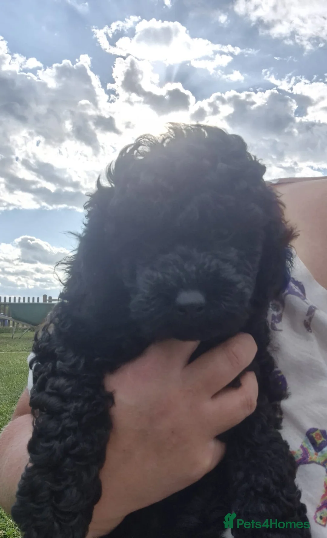 Mixed Breed dogs for sale: Miniature Poodle little lady last puppy available  - Advert 5
