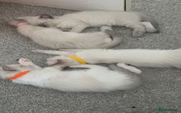 Ragdoll cats for sale: 🌟🐾Beautiful Ragdoll Kittens🐾🌟 - Image 5