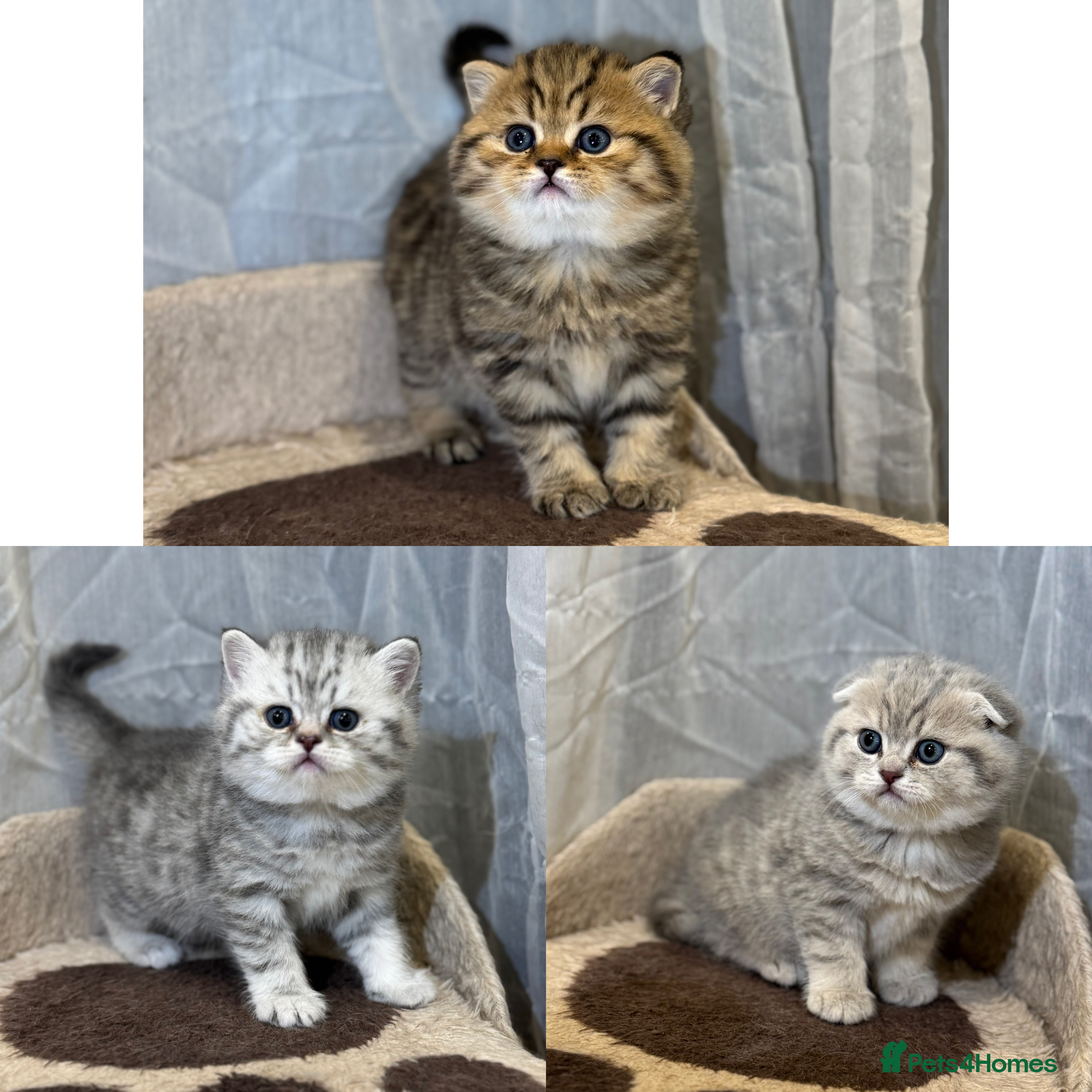 Scottish Fold cats 🐾 Scottish kittens available for sale! 🐾 - Advert 14