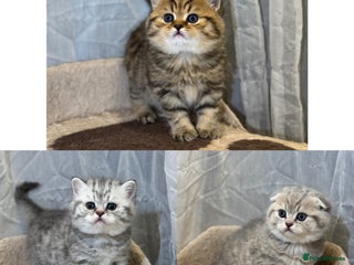 Scottish Fold cats 🐾 Scottish kittens available for sale! 🐾 - Advert 14
