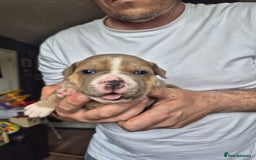 Staffordshire Bull Terrier dogs for sale: KC REG STAFFORDSHIRE BULL TERRIER PUPS - Image 4