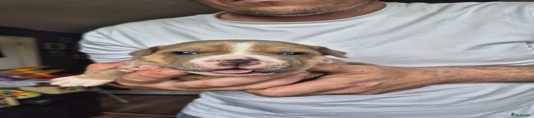 Staffordshire Bull Terrier Puppy 1 