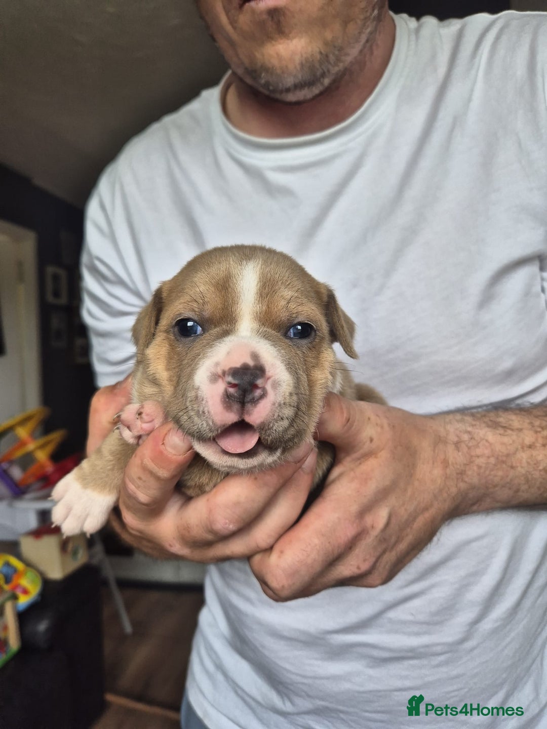 Staffordshire Bull Terrier dogs for sale: KC REG STAFFORDSHIRE BULL TERRIER PUPS - Image 4