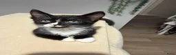 Mixed Breed cats for sale: Beautiful Tri Colour Calico Tuxedo Tabby Kittens - Advert 15