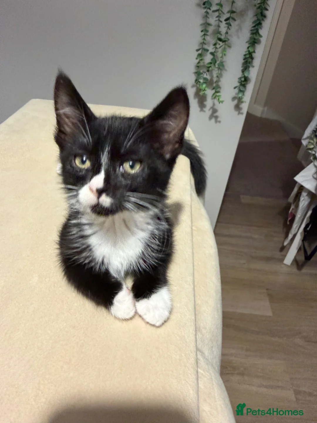 Mixed Breed cats for sale: Beautiful Tri Colour Calico Tuxedo Tabby Kittens - Advert 15