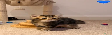 Persian Kitten 2