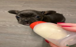 French Bulldog dogs for sale: Adorable Purebred Female French Bulldogs Ready! - Advert 20