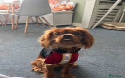 Cavalier King Charles Spaniel dogs for sale: King Charles Cavalier  - Image 6