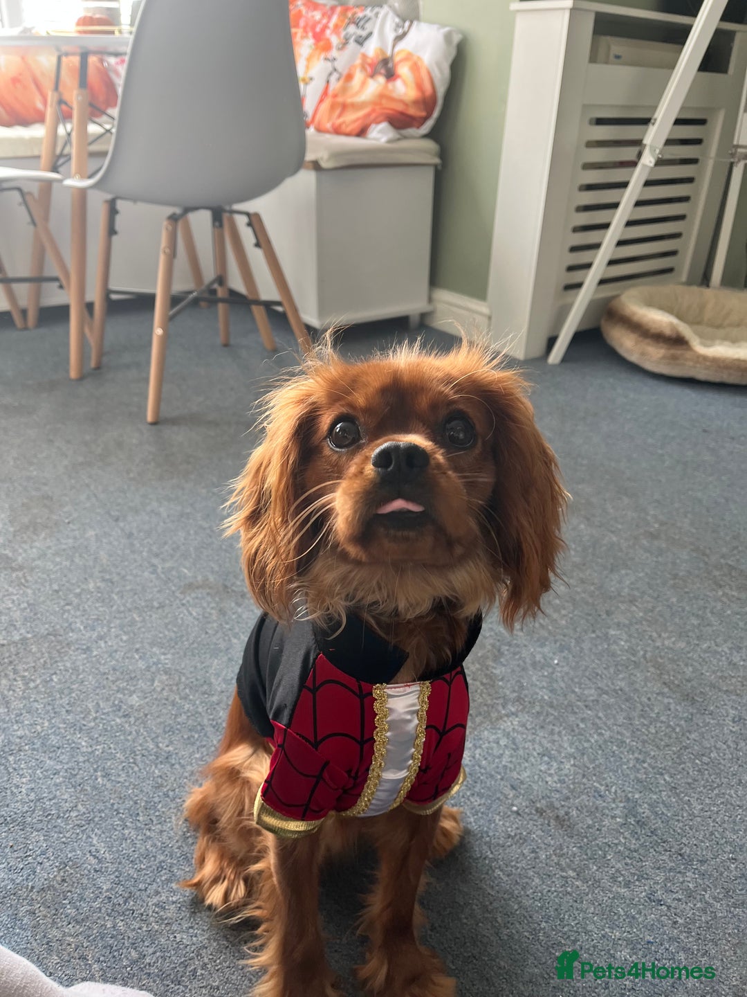 Cavalier King Charles Spaniel dogs for sale: King Charles Cavalier  - Image 6