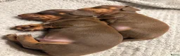 Miniature Dachshund dogs for sale: Choc n tan miniature dachshund ** ready to leave** - Advert 2