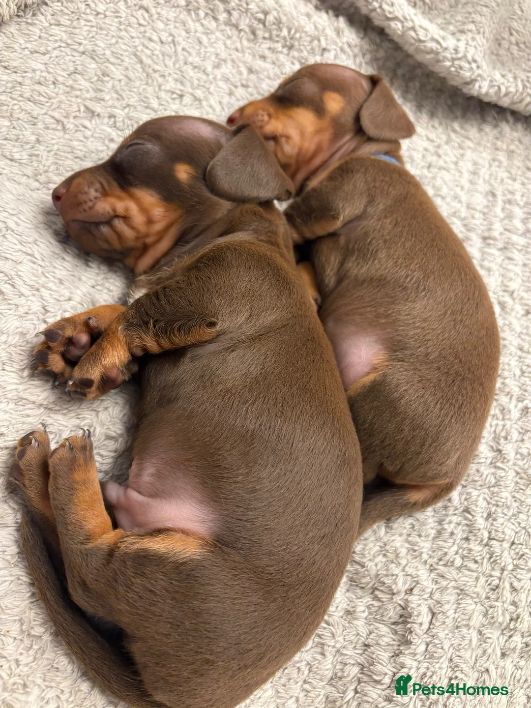 Miniature Dachshund dogs for sale: Choc n tan miniature dachshund ** ready to leave** - Advert 2
