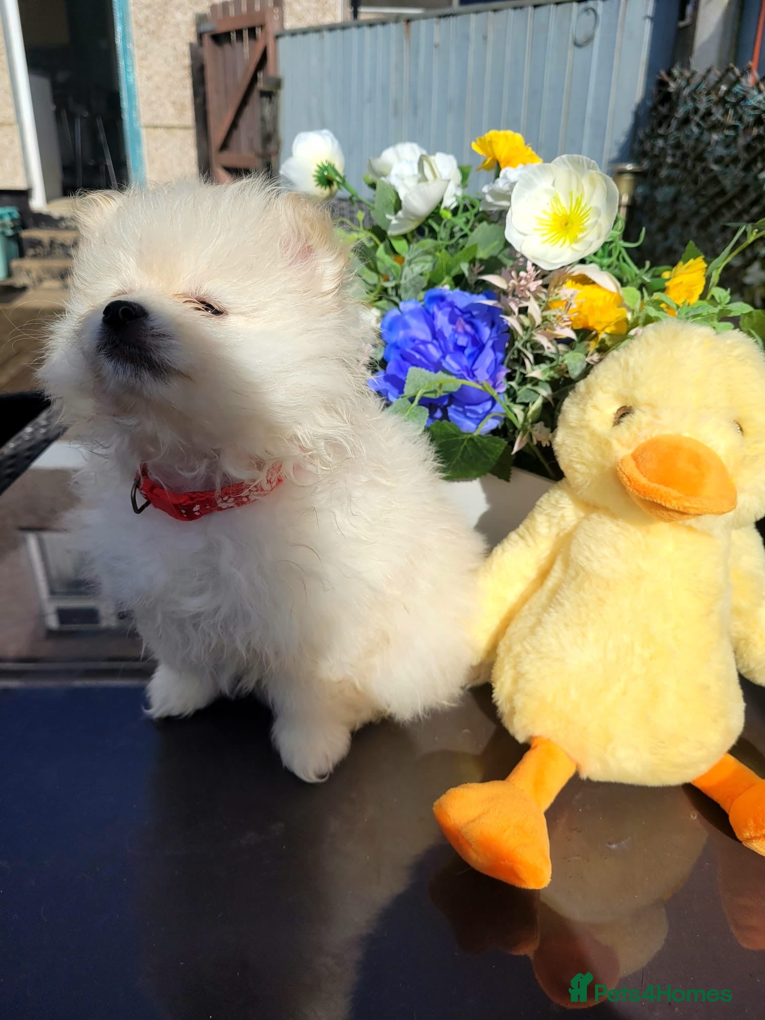 Pomeranian dogs Pomeranian puppys teddy face  ** 🐶pure pedigree  - Advert 2