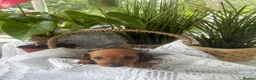 Miniature Dachshund dogs for sale: Miniature short-haired Dachshund in Bury Saint Edmunds - Advert 3