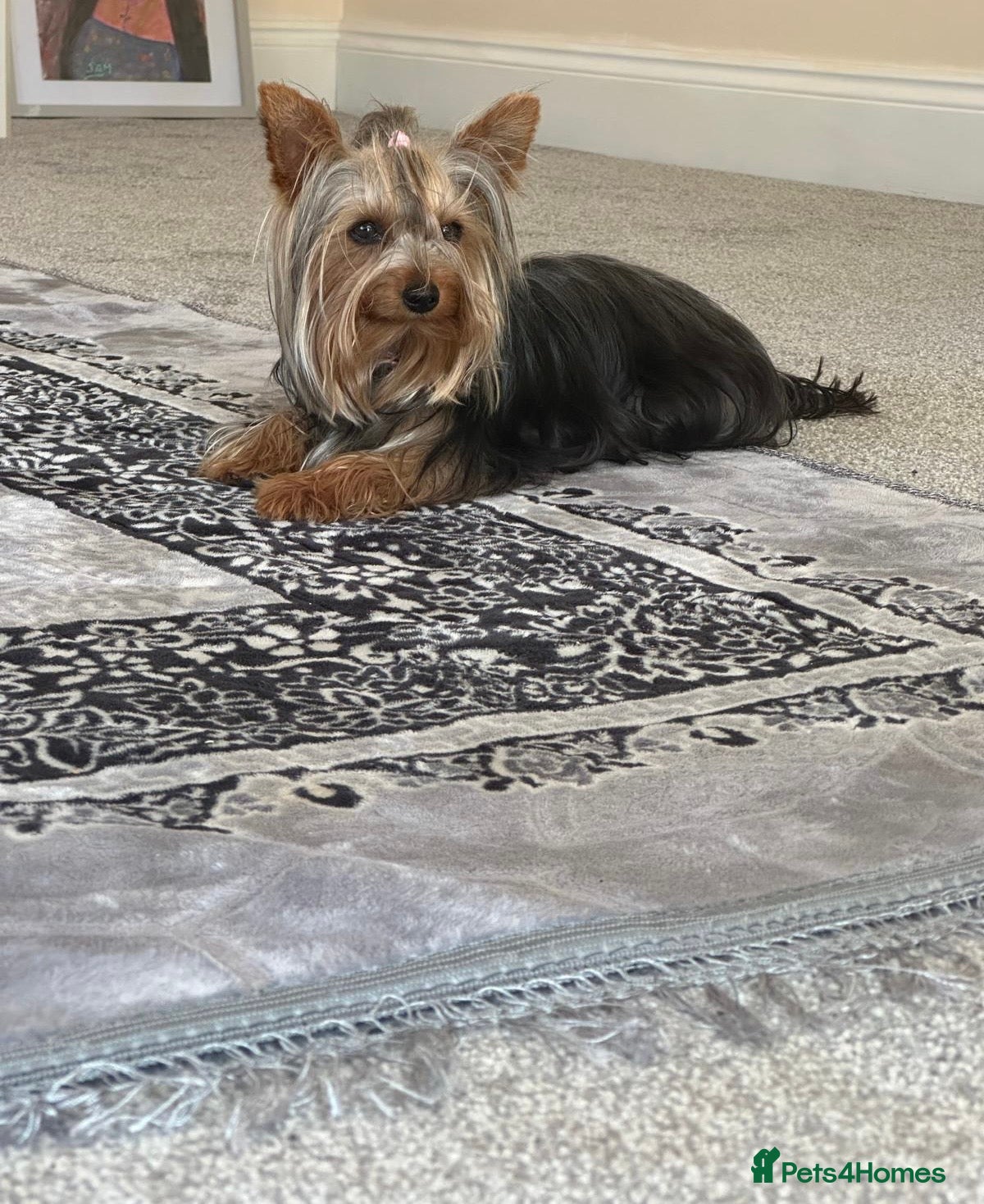 Yorkshire Terrier dogs Toy Yorkshire terrier puppies  - Advert 18