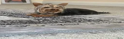 Yorkshire Terrier dogs for sale: Toy Yorkshire terrier puppies  - Advert 1