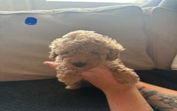 Toy Poodle dogs for sale: Toy poodle puppies  - Image 4