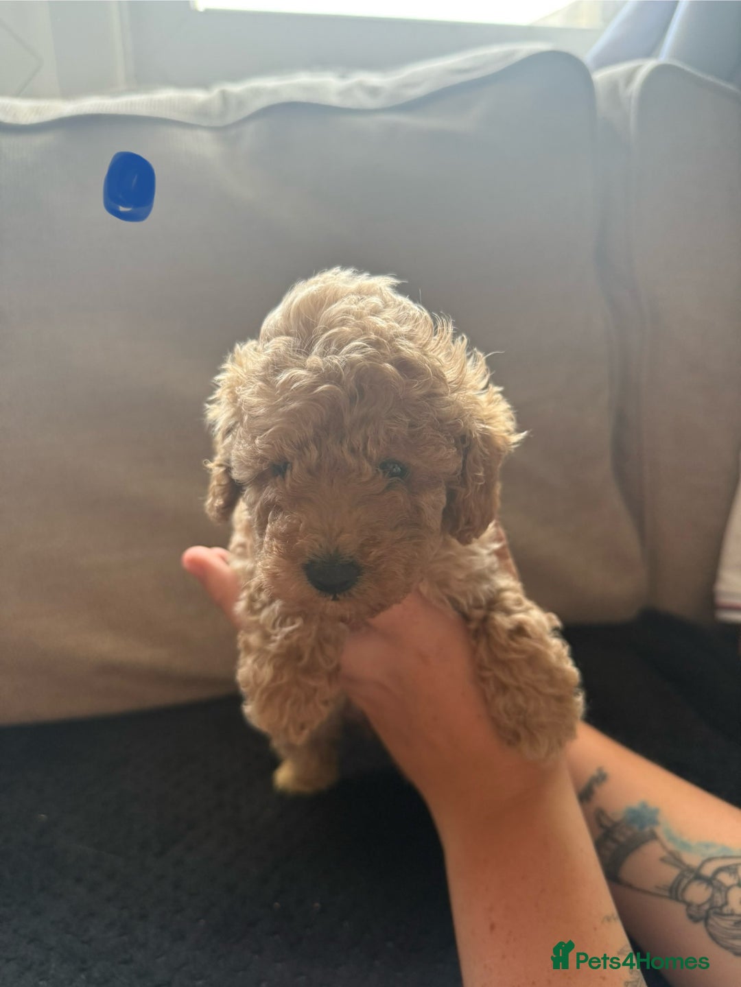 Toy Poodle dogs for sale: Toy poodle puppies  - Image 4