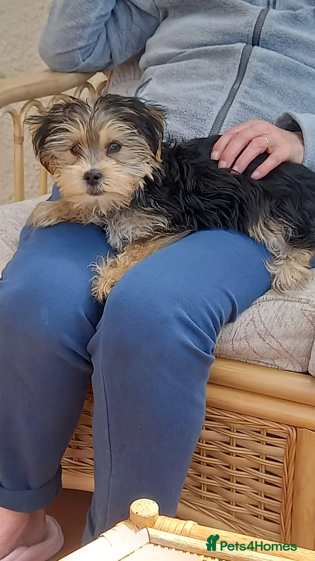 Morkie dogs for sale: Indi.  - Advert 10