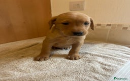 Labrador Retriever dogs for sale: Gorgeous Labrador Puppies - Image 2