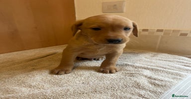 Labrador Retriever dogs - Advert 3