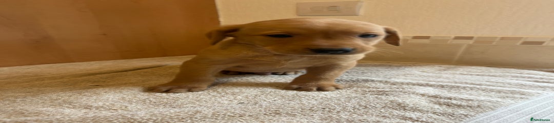 Labrador Retriever Puppy 1