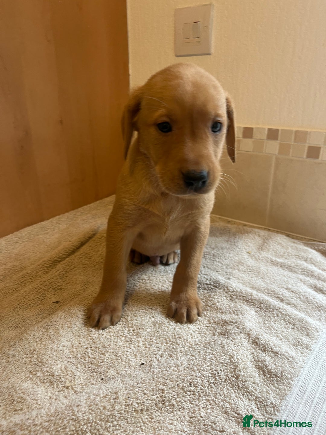 Labrador Retriever dogs for sale: Gorgeous Labrador Puppies - Image 2