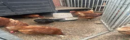 Chickens poultry for sale: Laying Hens For Sale - Advert 5