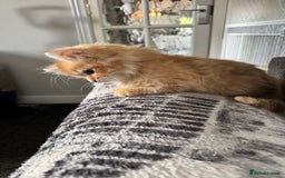 Ragdoll cats for sale: Ragdoll cross Mainecoon kittens  - Image 17