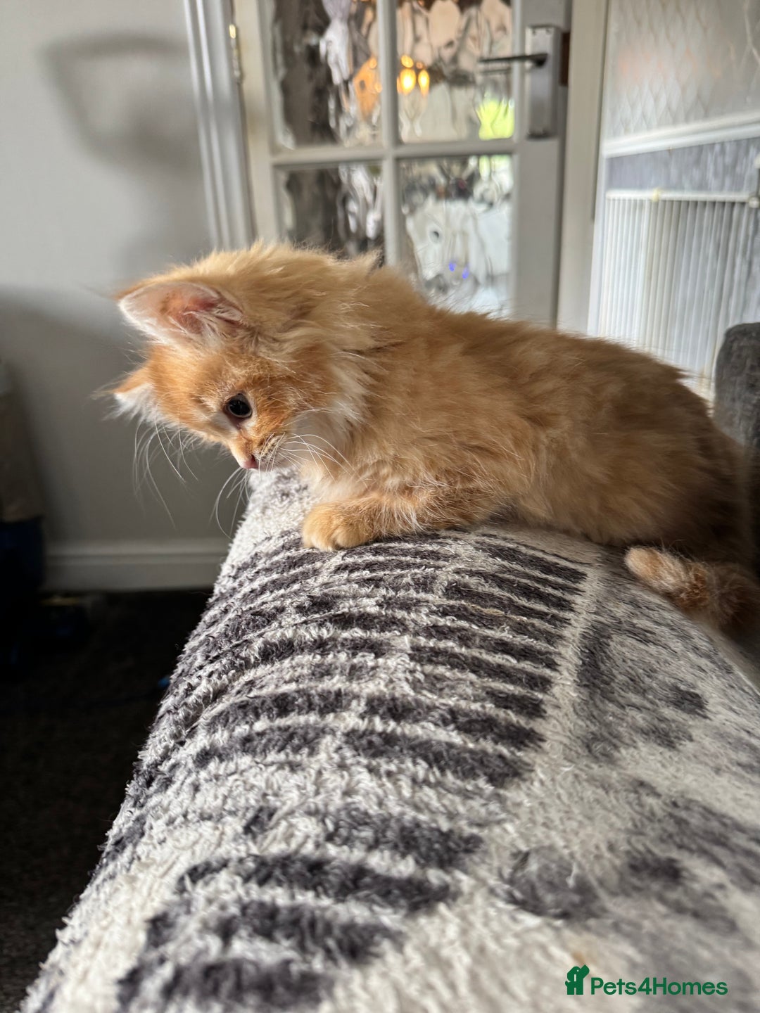 Ragdoll cats for sale: Ragdoll cross Mainecoon kittens  - Image 17