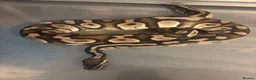 Python Snake reptiles for sale: Mixed Ball Python Sale - Advert 5