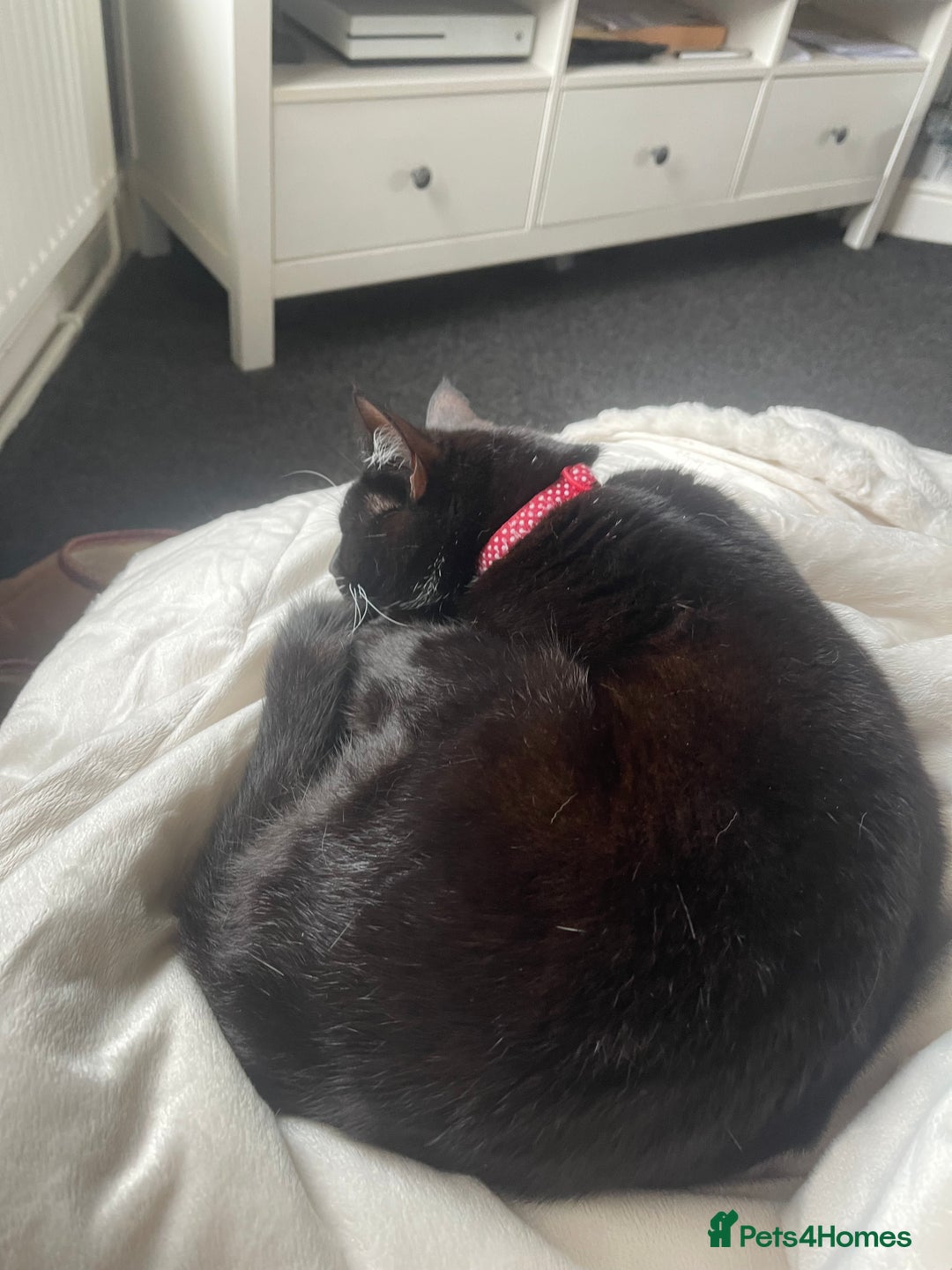 Mixed Breed cats for sale: 2 Beautiful cats for sale 3 years old  - Advert 3