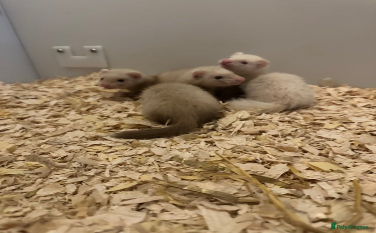Ferret rodents - Advert 5