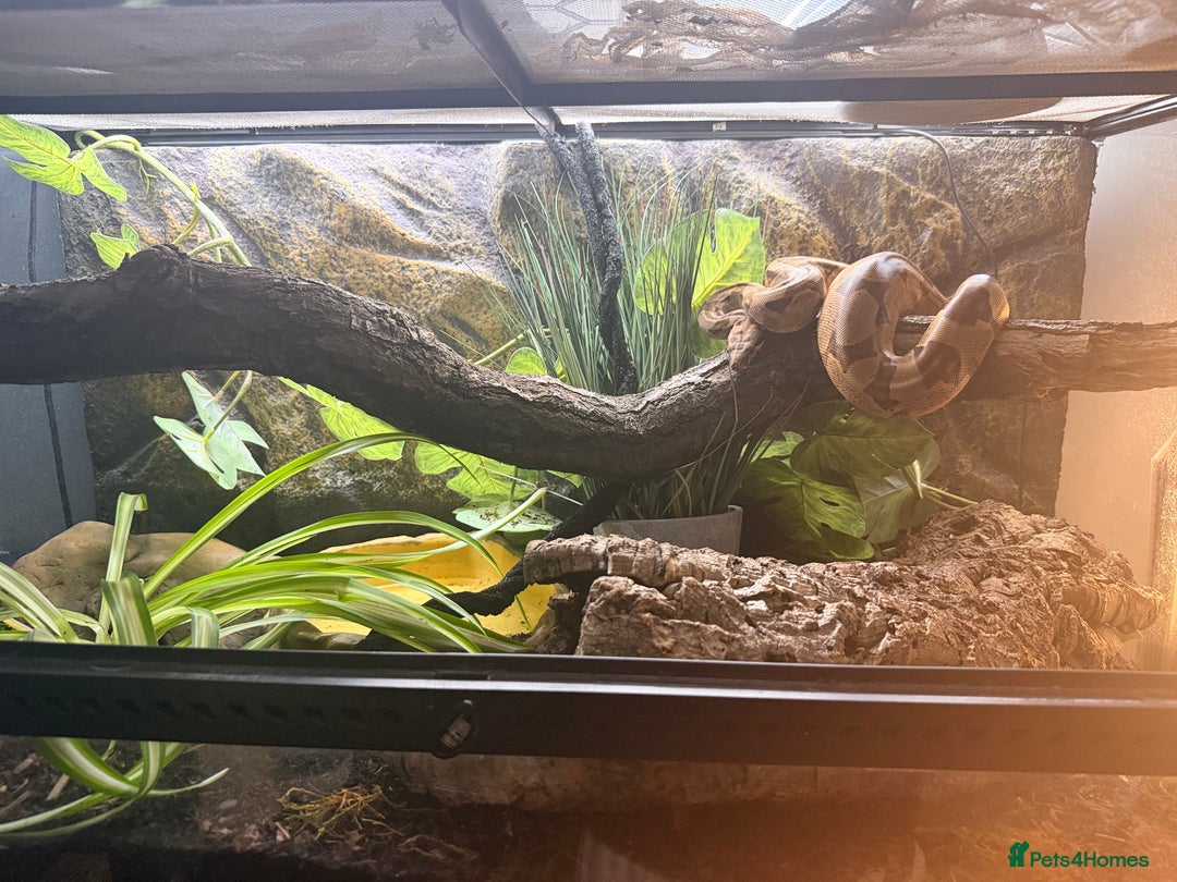 Boa Snake reptiles for sale: Boa constrictor  - Advert 3