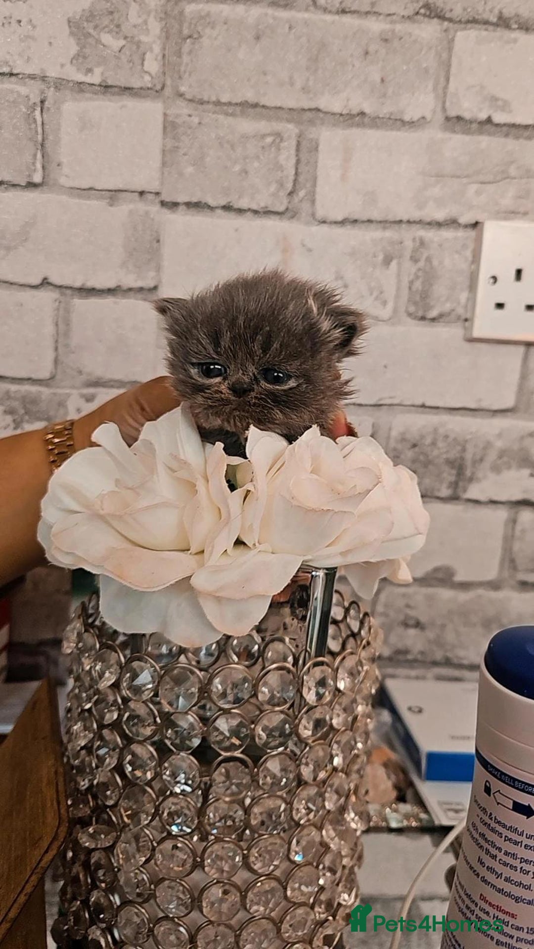 Persian cats for sale: Full pedigree Persian kittens available  - Image 10