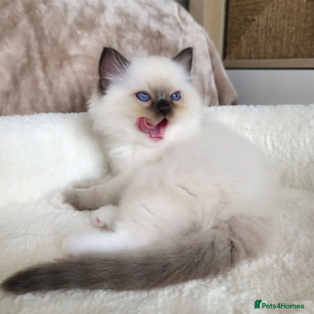 Ragdoll cats for sale: Beautiful Ragdoll kittens - Advert 11