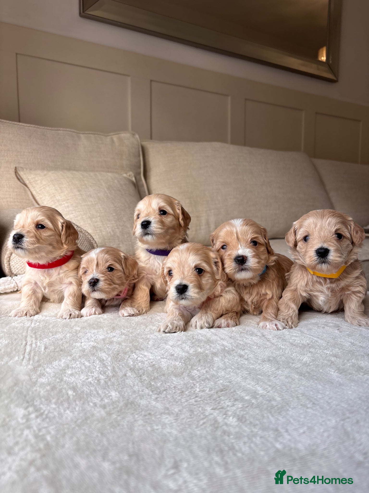 Mixed Breed dogs 6 adorbale champagne maltipoo puppies ❤️🩷 - Advert 1