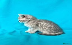 British Shorthair cats for sale: 🐾Purebred BSH kittens🐾 - Image 33