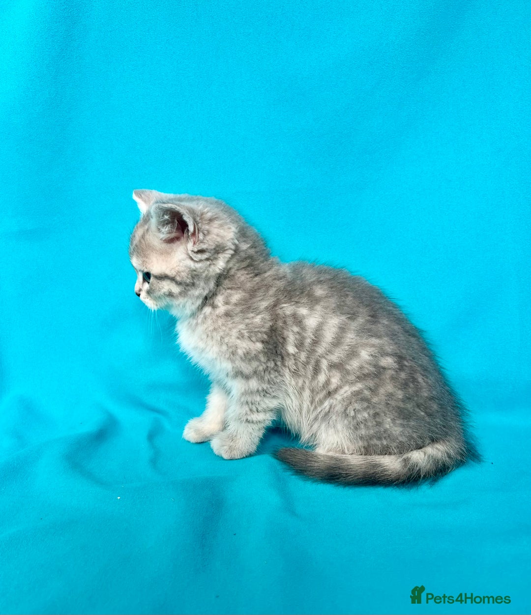 British Shorthair cats for sale: 🐾Purebred BSH kittens🐾 - Image 33
