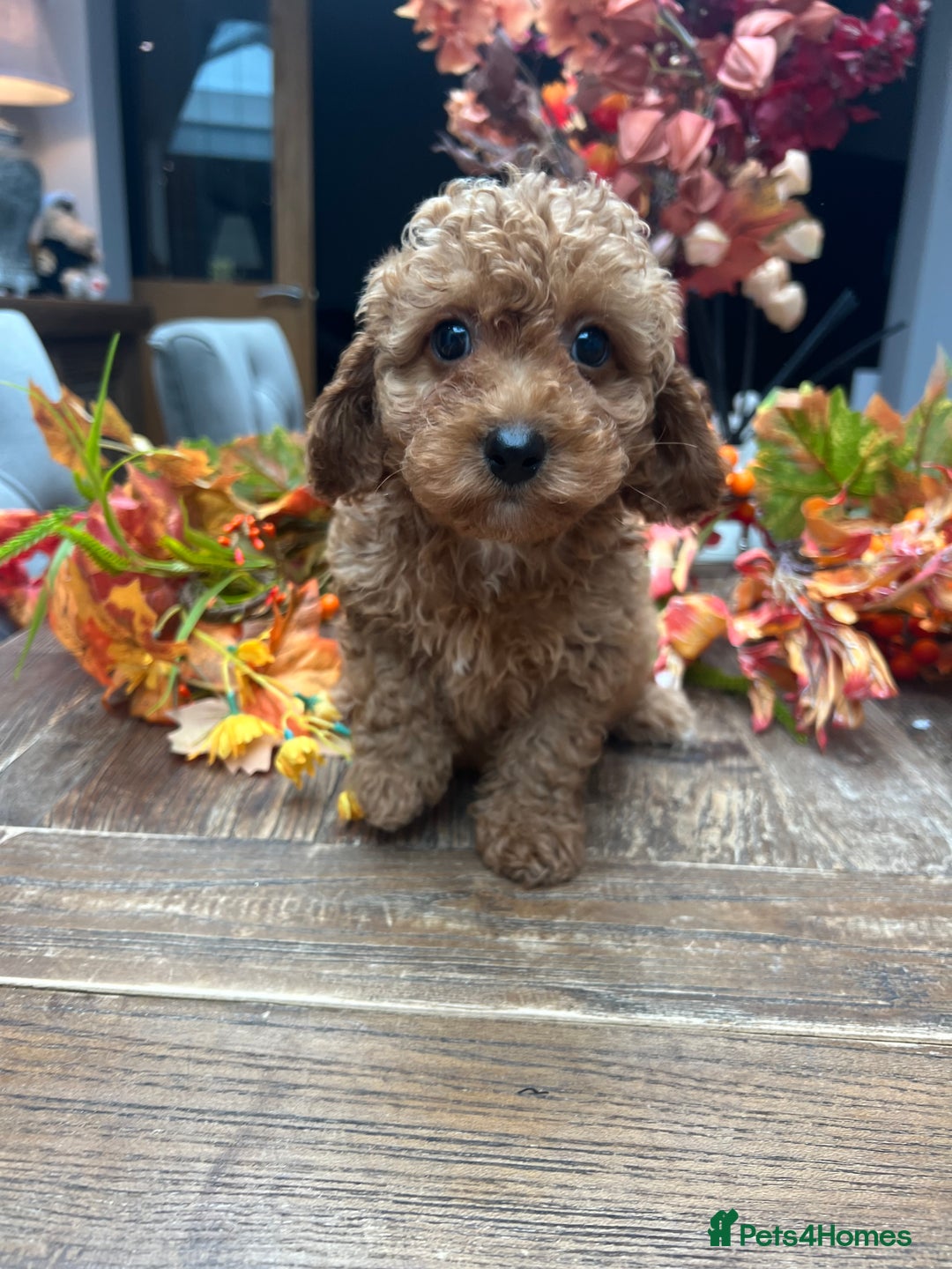 Cavachon dogs for sale: Ready Next week ❤️ - Image 5