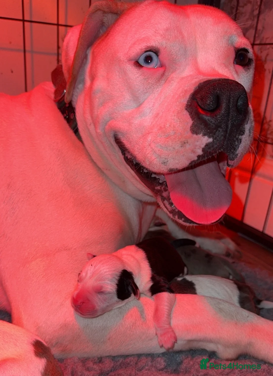 Alapaha Blue Blood Bulldog dogs for sale: Alapaha blue blood bulldog Puppies - Advert 13