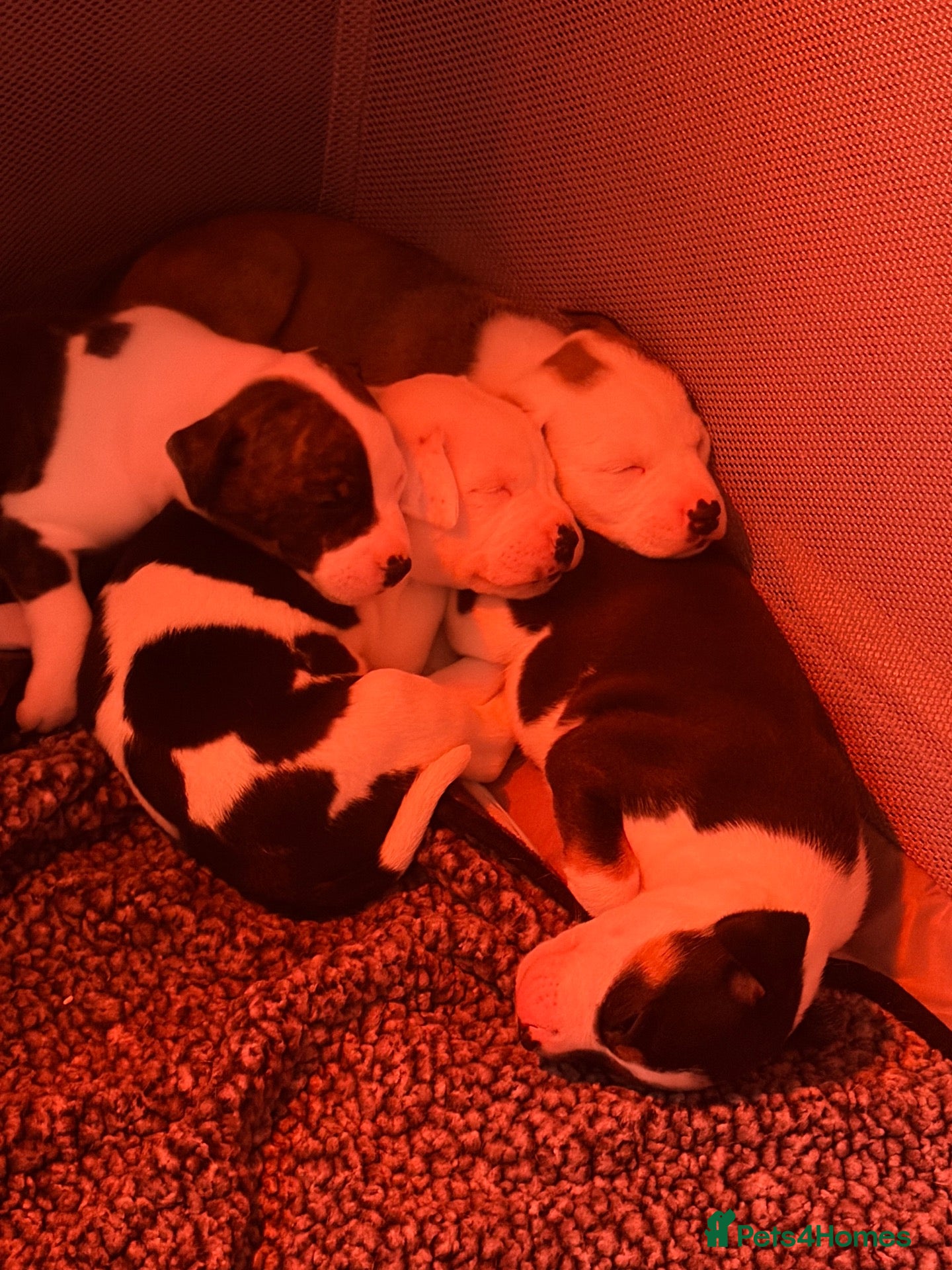 Mixed Breed dogs Staffy cross/ collie bull greyhound  - Advert 2