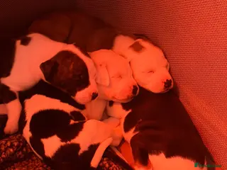 Mixed Breed dogs Staffy cross/ collie bull greyhound - Advert 2