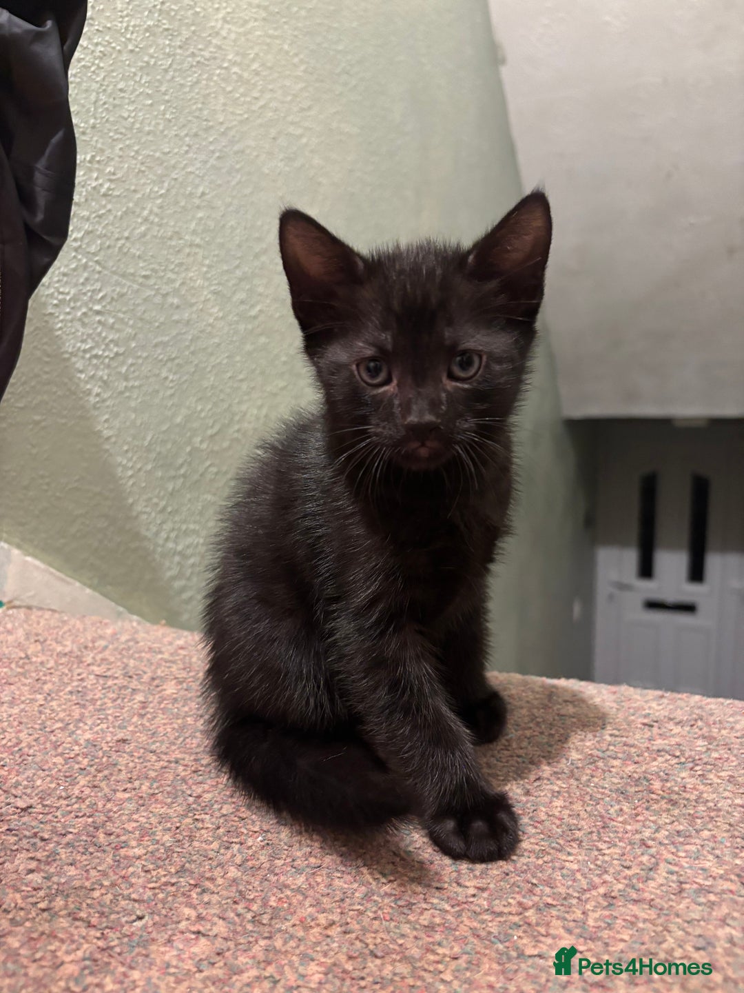 Mixed Breed cats for sale: Beautiful playful kittens - Image 10